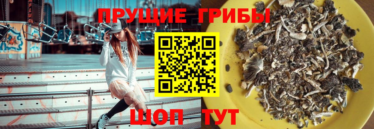 Миасс  Псилоцибиновые грибы Psilocybine cubensis  Вход с VPN 